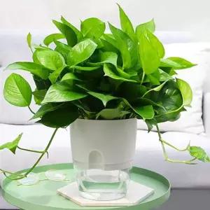 저면관수 화분 자동급수 원형 인테리어 화분