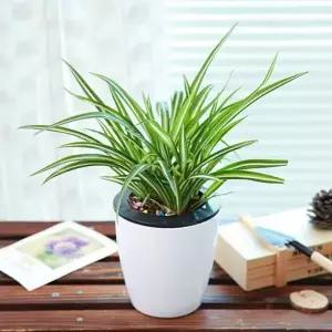 자동 급수 화분 이쁜 화초 만들기