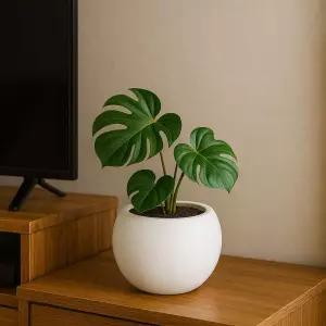 고강도 플라스틱 화분 루나 볼 달항아리 1호 소 25x21cm분갈이 귀여운 미니 소형 인테리어 베란다