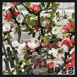 명자나무 일월성 투톤 키 1.2m 대품