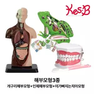 인체 해부모형 개구리 치아 구강모형 과학 교구 생물학습 곤충관찰