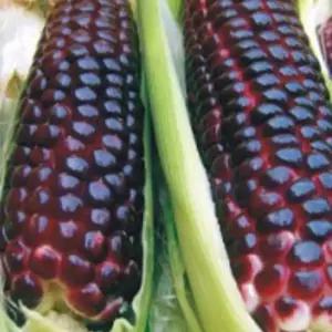 흑찰옥수수식물종자 옥수수씨앗20g 찰옥수수열매씨앗 식물종자