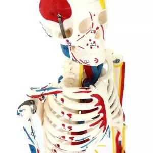 전신 뼈모형 모델 해부 모형 해골 교육 뼈골격 신체