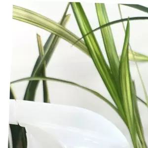 미생물 쑥쑥튼튼 한방효소 식물영양제 벌레퇴치 액체비료 세트