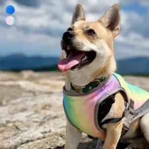 [반려] 반려 동물 쿨링 베스트 조끼 강아지 댕댕이 산책 강아지옷 래쉬 가드 수영복 패션옷 애견