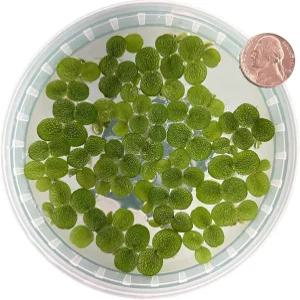 워터 스팽글 살비니아 미니마 플로팅 라이브 수족관 식물50개 이상의 잎