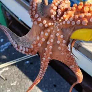 활돌문어 차례상 음식 큼직한 문어 요리재료 신선수산물 쫄깃한식감 돌문어