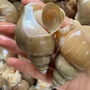 백고동 신선냉동 골뱅이소면 안주거리 쫄깃쫄깃 담백한맛 동해 백고동