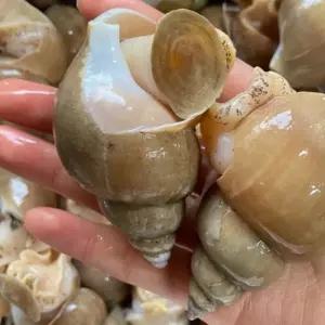 백고동 한입크기 바다향 탕용재료 신선한 고동 무침용 쫄깃함 가득 백고동