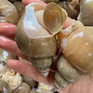 백고동 간편보관 골뱅이무침 시원한탕 해산물안주 바다의맛 별미 백고동