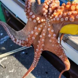 돌문어 제수용문어 숙회요리용 기력회복 활돌문어 당일조업 탱글한맛 남해돌문어