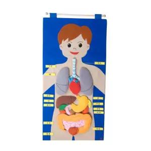 신비한 몸 벨크로 찍찍이 어린이학습보드 환경미화 게시판꾸미기 DIY