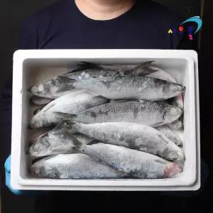 -60도 횟감 청어 4kg내외(14-18미) 냉동