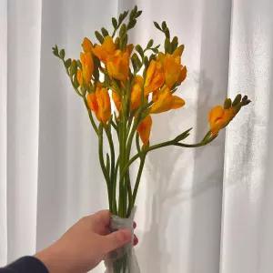 프리지아 후리지아 생화 꽃다발 선물 고요히꽃