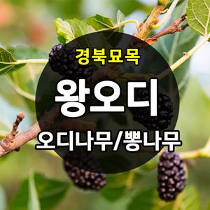 [경북묘목]왕오디나무/설탕왕오디나무/특묘목 유실수,과실수