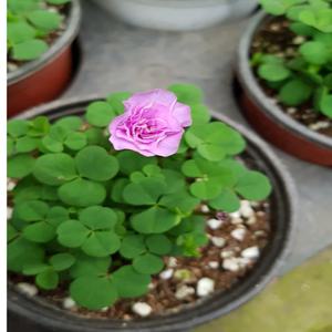 폼폼사랑초(분홍) 장미꽃처럼피는 아이에요