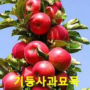 기둥사과 나무 묘목