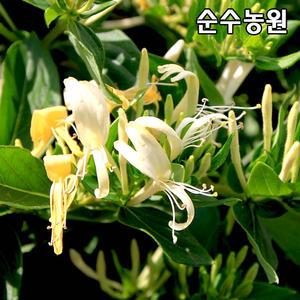 인동덩굴, 인동초(흰인동) 모종 포트묘 5개/덩굴식물/야생화