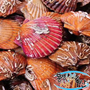 싱싱한 통영 홍가리비 2kg+2kg 투쁠딜