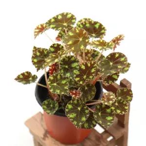 타이거 베고니아 공기정화식물 인테리어 화분 관엽식물 배고니아