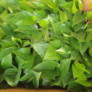 20개 식물도매 대량구매 스킨답서스  소품  반려식물 인테리어화분 29