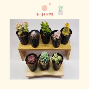 미니다육 온라인 가장 낮은 가격 농장직영으로 운영