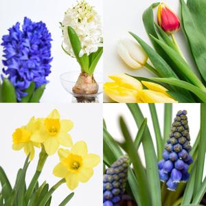 히아신스 키우기 씨앗모종 구근식물 튤립 수선화 크로커스 무스카리 히야신스화분 수경재배 가능