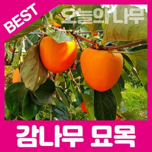 최상의 품종 감나무 묘목 / 야오끼 대봉 태추단감 차량 감풍 단감 둥시 2년생 다양한품종 판매중