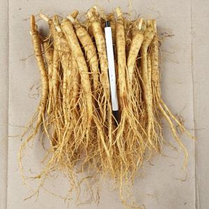 금산농협수삼판매장 5년근 소삼계 750g 40-70뿌리 튀김용,삼계탕용 갈비탕용 세척인삼