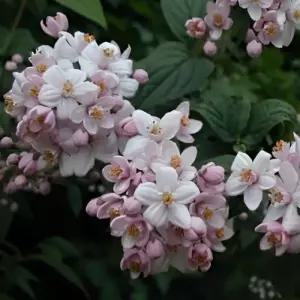 유럽 왜성 애기말발도리 몽로즈 P9포트 묘목 정원조경수 봄꽃 나무 개화주 노지월동(목하원예조경)