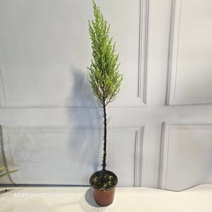 식물공장 미니핫도그 외목대 롱율마 30-40cm 39