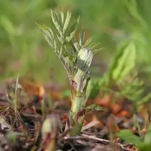 [충북농원] 독활 땅두릅 구근 - 1망 5개