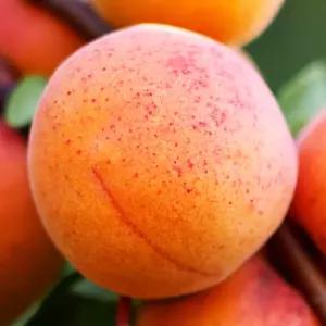 [충북농원] 신사대실 살구나무 결실주 묘목 - R2~R3/분묘