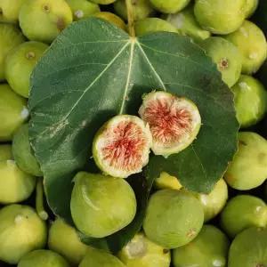 [충북농원] 바나네 (무화과) 나무 묘목 - 1~2년생/삽목묘