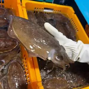 남해안 통통한 생물 갑오징어 1kg 2-4미 통찜,볶음용