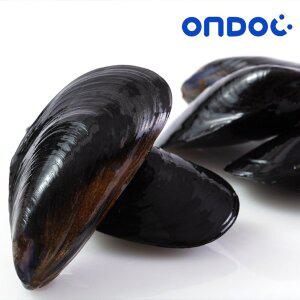 [온도씨]당일채취 손질세척 생 홍합 15kg