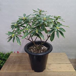 행복한꽃순이//천리향/향이좋아요/봄꽃