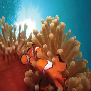 [자유여행]케언즈/시드니 8일-시드니직항(호텔숙박, 2인출발) KE or OZ