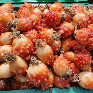 [TC]통영 제철 당일작업 손질 활 깐멍게 400g