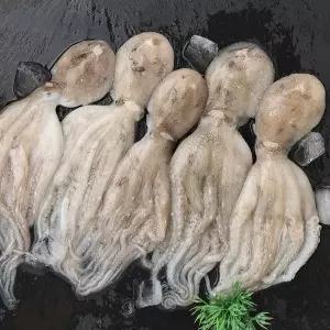 국내산 제철 쭈꾸미 생물 주꾸미  활쭈꾸미 2kg (14-24마리 내외)