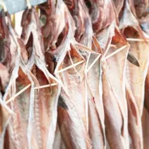 속초코다리 대 10미(42cm-45cm),특대 8미(45cm-49cm)