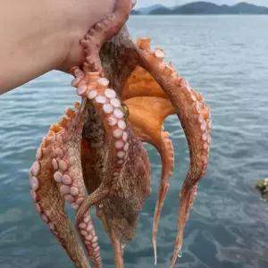 [산지] 최상급 완도 자연산 돌문어 국내산 제수용 1kg (1-3마리)