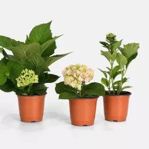 수국 소형 야생화 인테리어 공기정화 반려식물 꽃모종