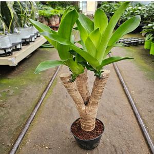 행운목(목대가 좋아요) 새로입고 높이 30~50CM