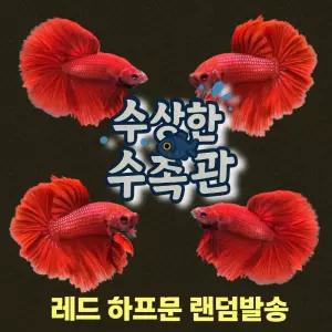 [수상한수족관] [하프문베타 ]솔리드색상 레드 하프문 수컷 베타 / 1마리 / 랜덤발송