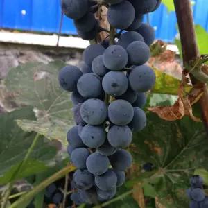 [충북농원] 슈퍼거봉 포도나무 묘목 - 접목묘