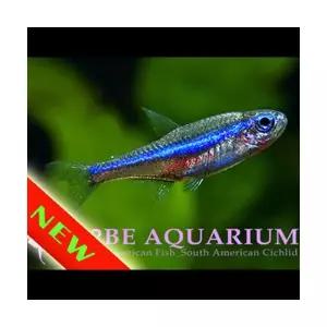 [에이투비]그린네온 테트라 / 2cm내외 / 1마리