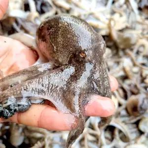 [산지직송] 당일조업 국내산 활주꾸미 1kg