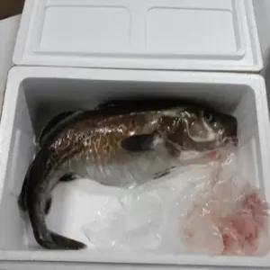 생대구 손질대구 (숫컷-곤(이리)/통마리/생대구 60cm내외 소)