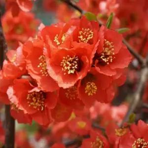 명자나무 80cm 개화주 꽃나무 유실수 조경수 묘목(TH)